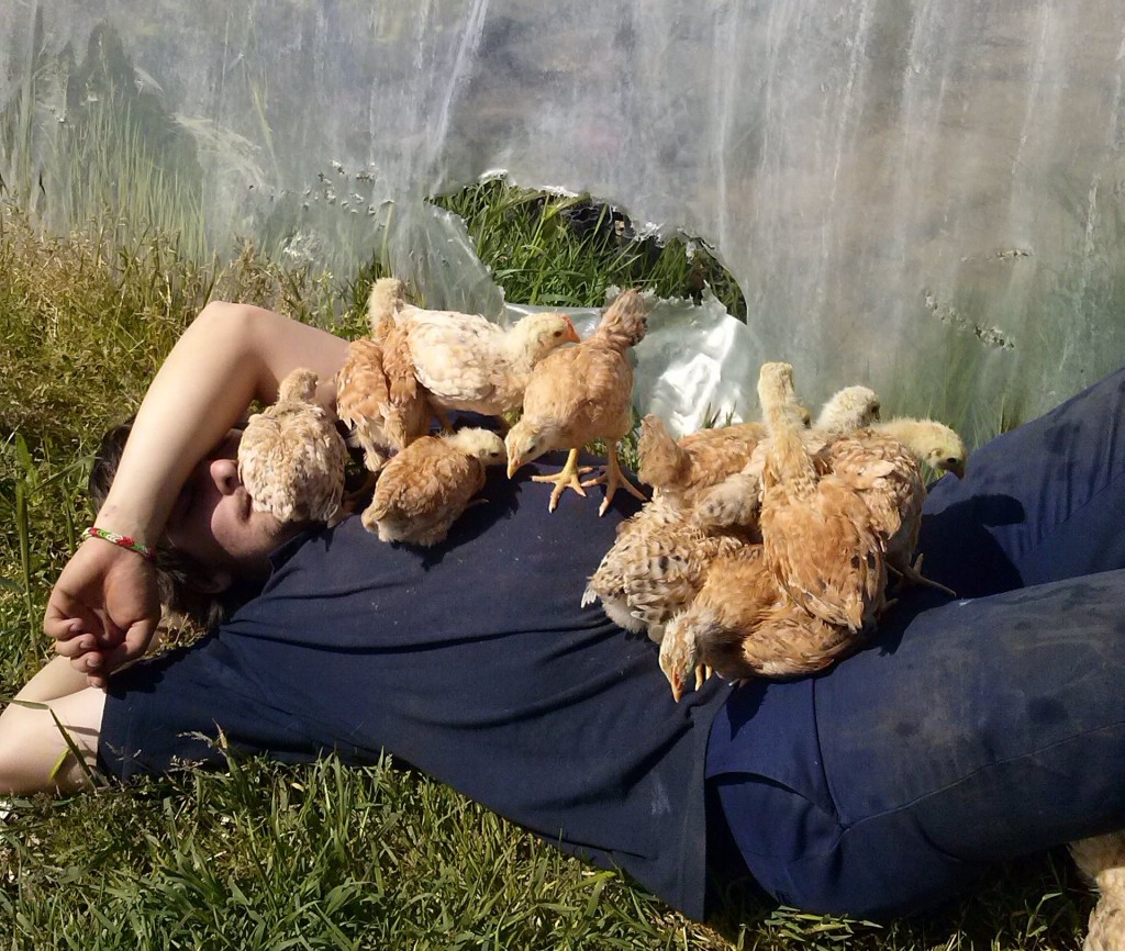 Durmiendo con pollos