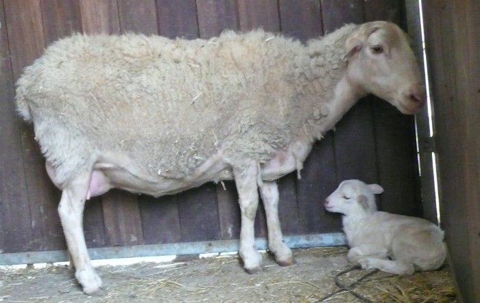 La oveja con una de sus dos crías