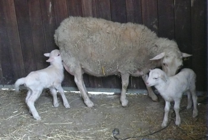 La oveja con sus hijos