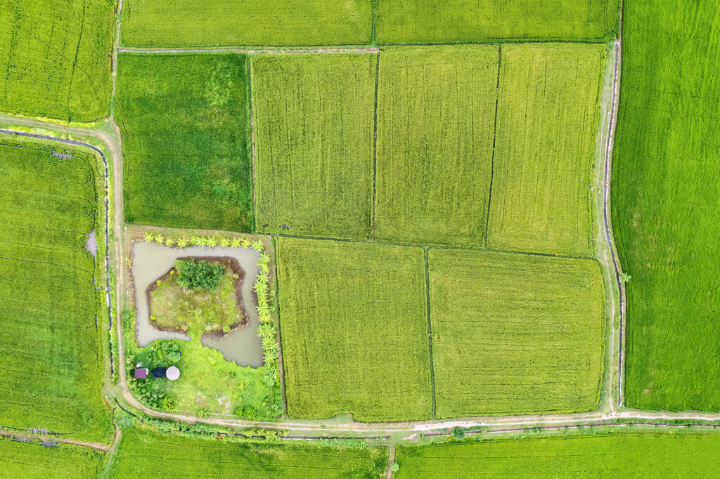 Agroforestry row of mixed plant, fruit plantation and fish pond in cultivated land at countryside