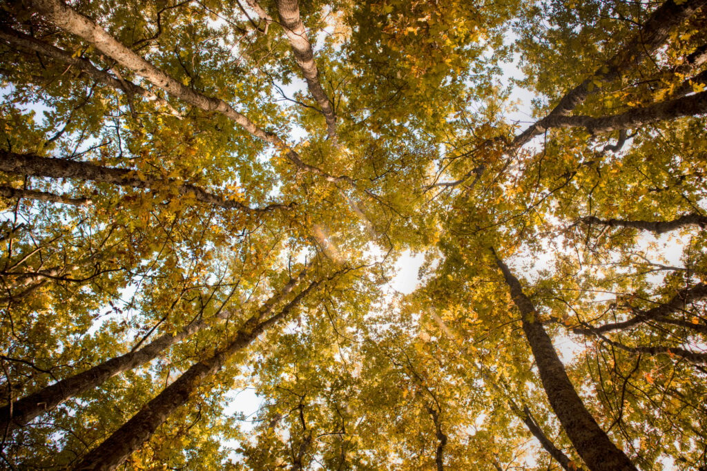 Bottom view of a beech forest