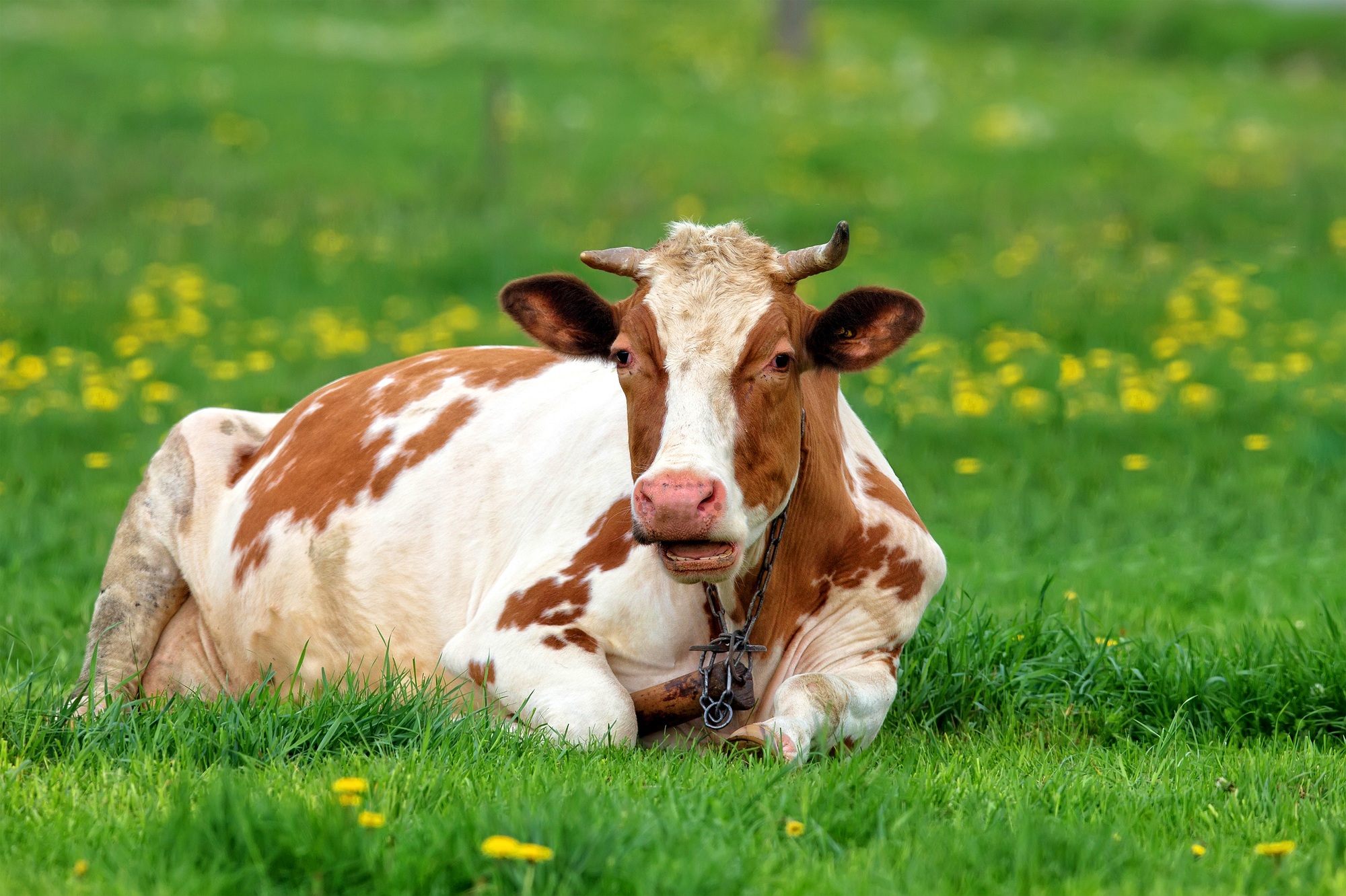 Cow in a clearing