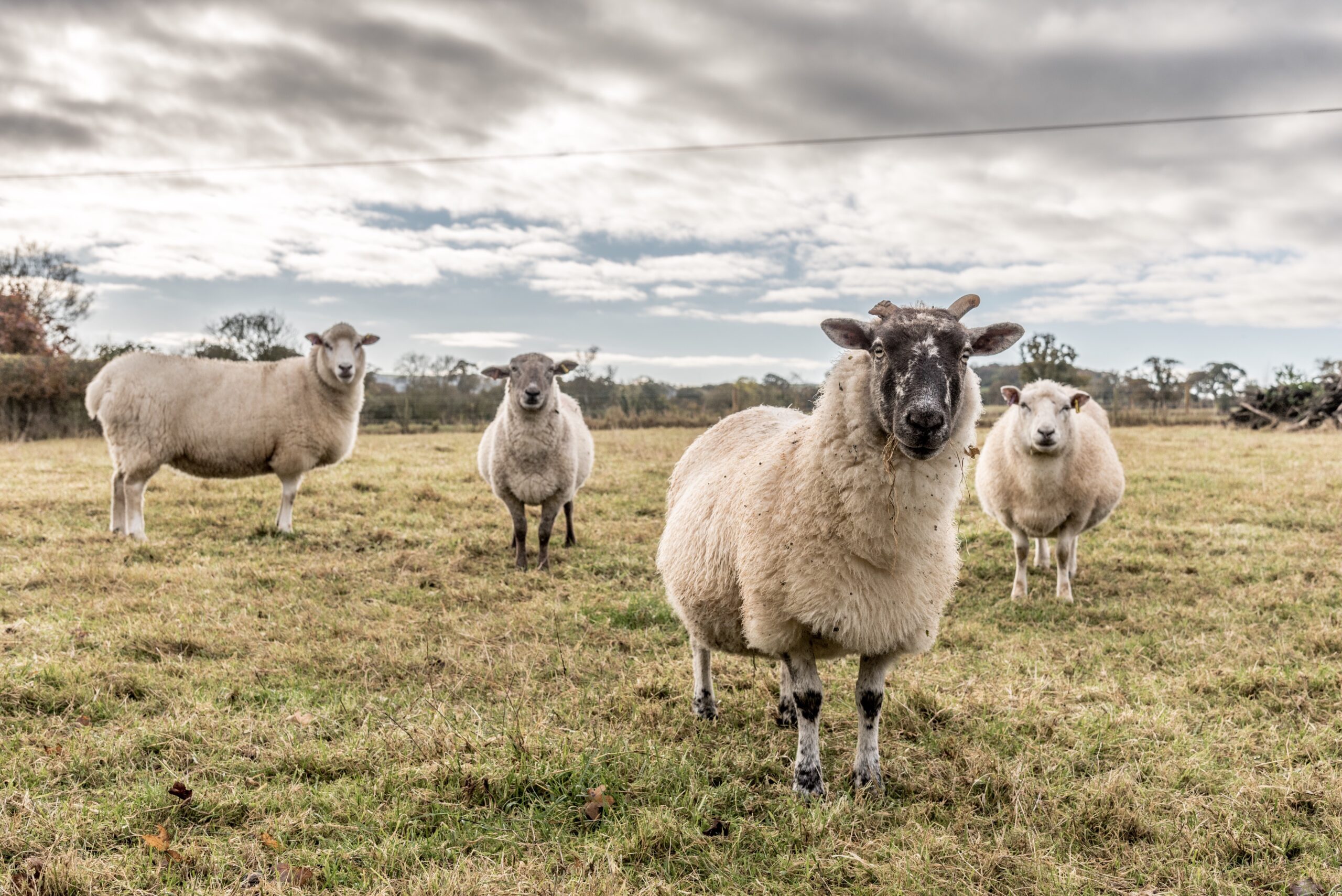 curious-sheeps-in-sherborne-uk-2024-12-01-20-41-40-utc