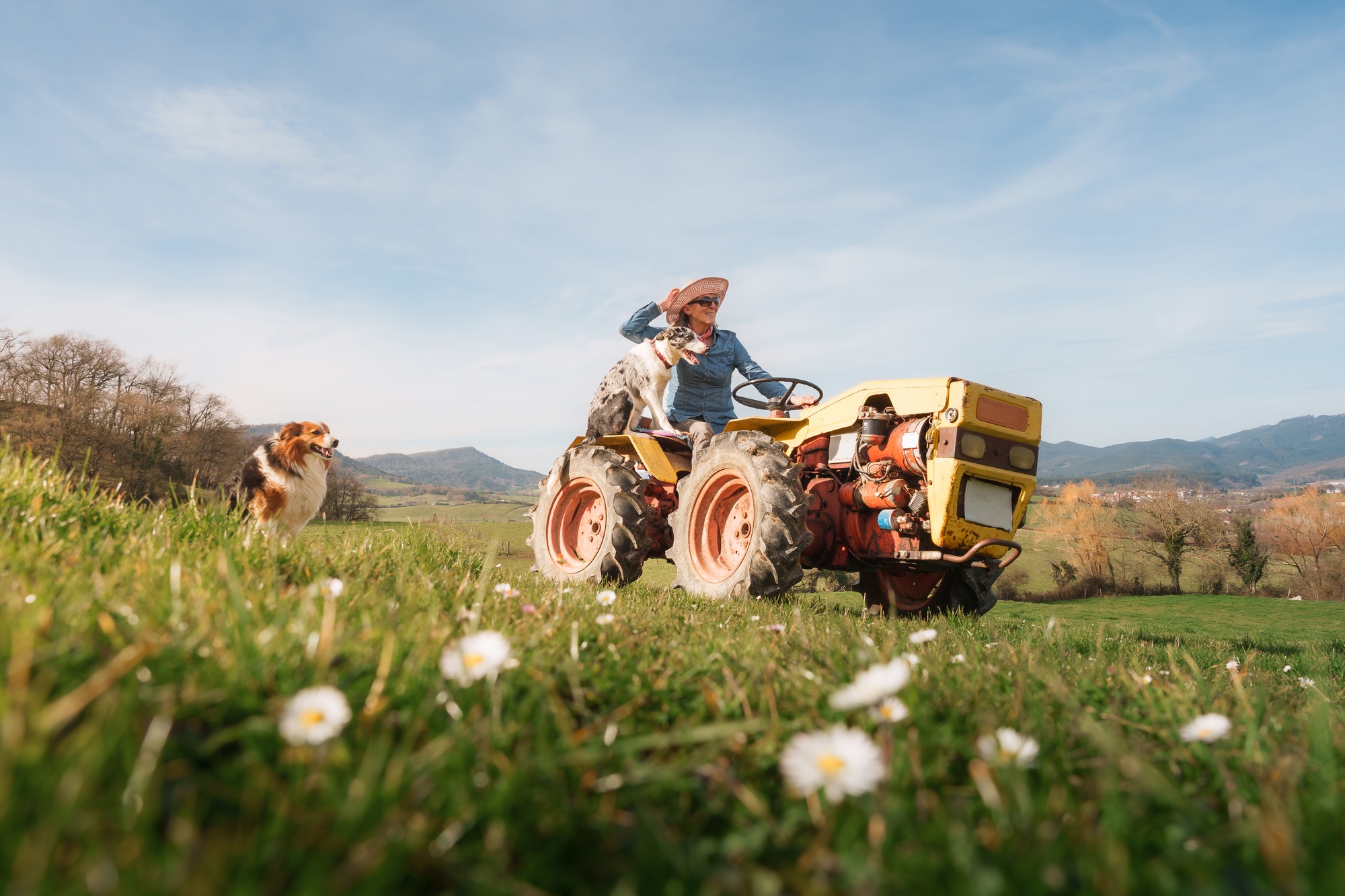 Farmer woman driving tractor with dogs in countryside on sunny day