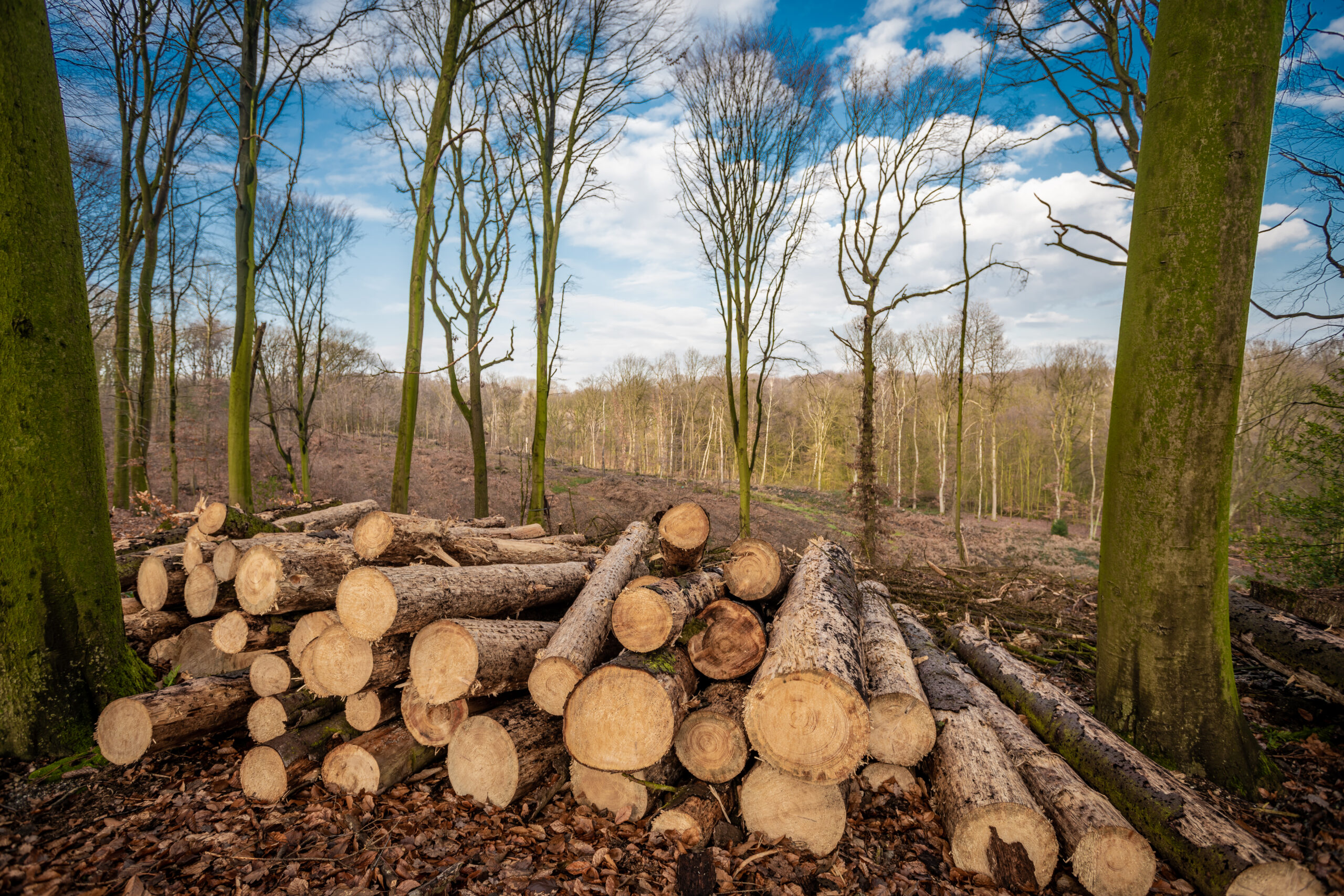Forest deforestation tree concept, logging. Pile of firewood in nude deciduous forest