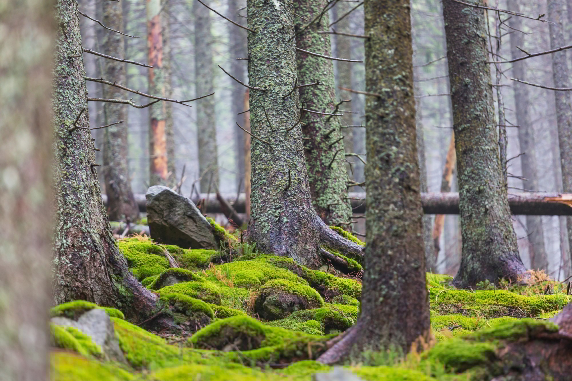 Forest