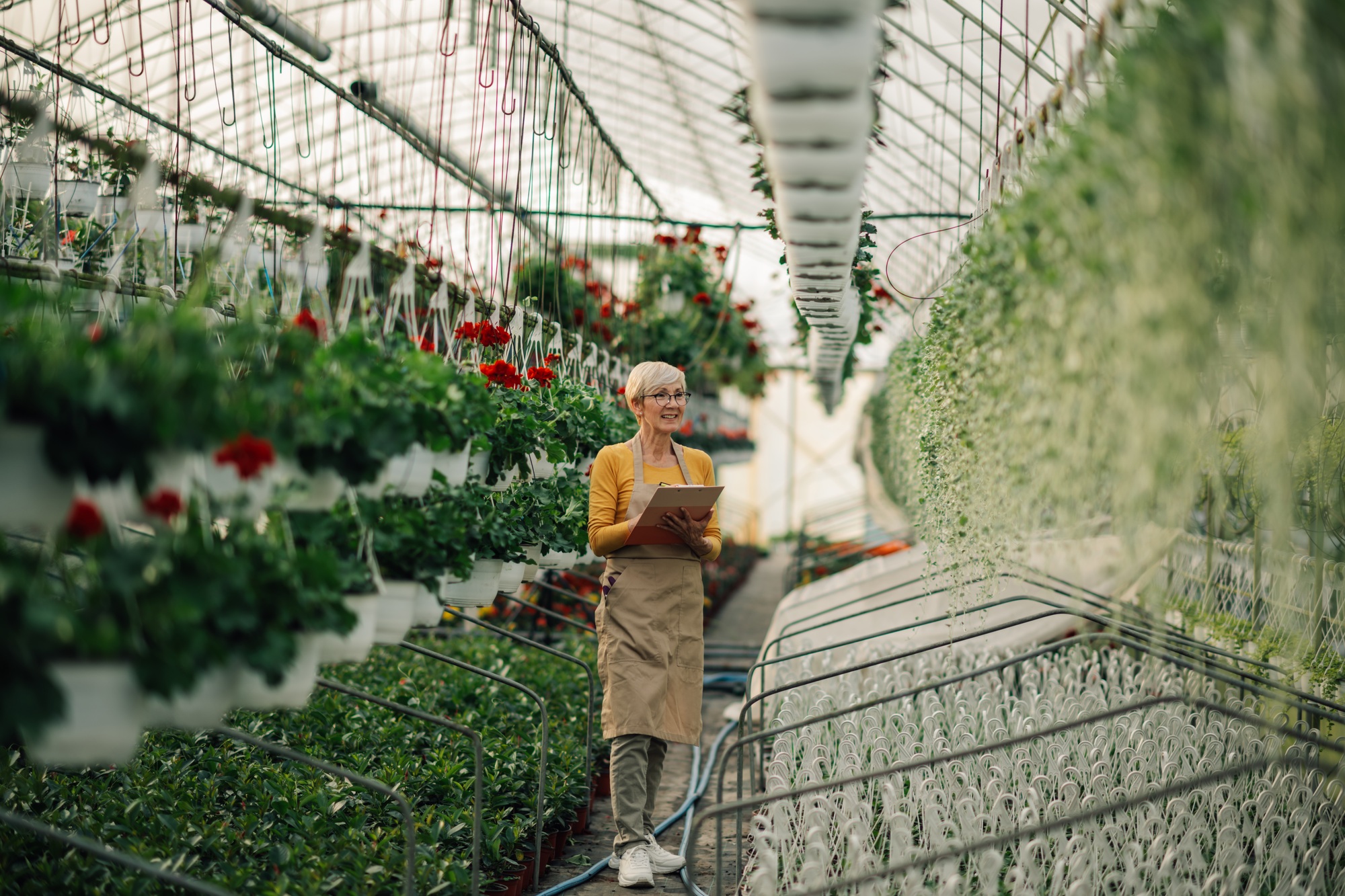 Old florist with clipboard at hothouse checking on vertical garden.