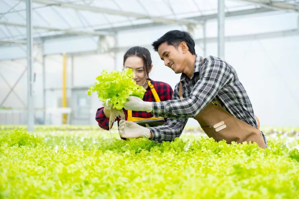Portrait asian old man with vegetables hydroponic. Hydroponics greenhouse farm