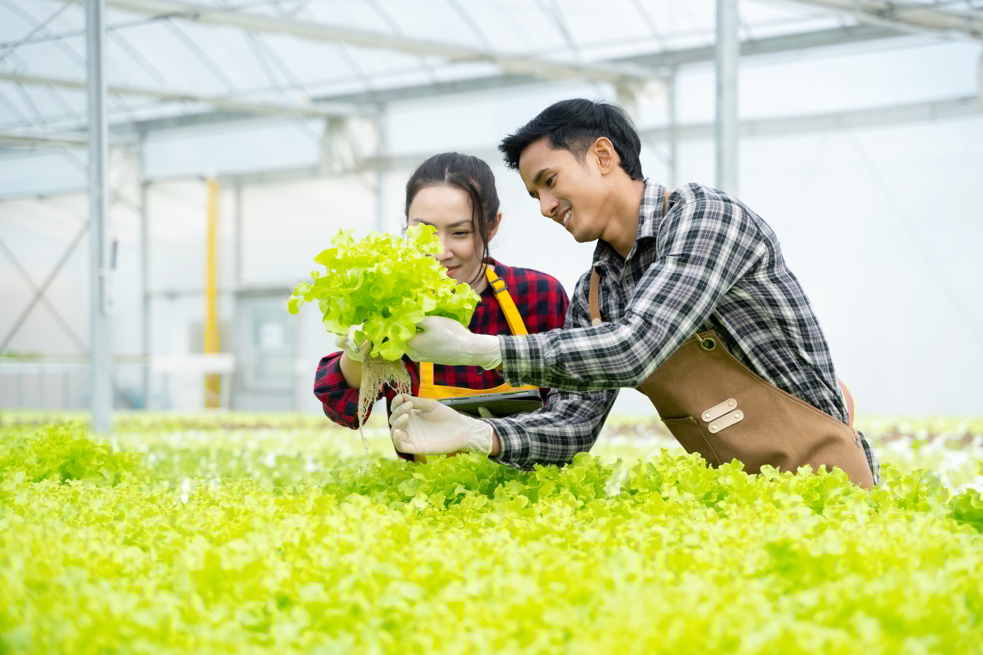 Portrait asian old man with vegetables hydroponic. Hydroponics greenhouse farm