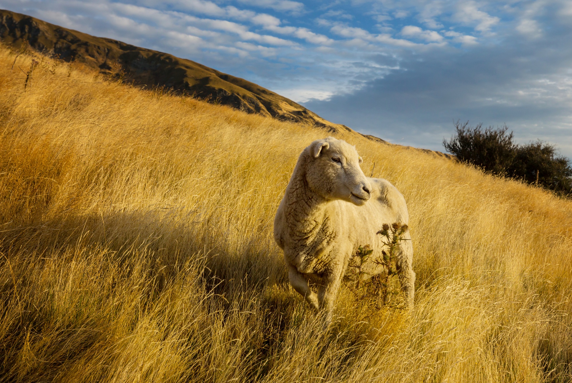 Sheep