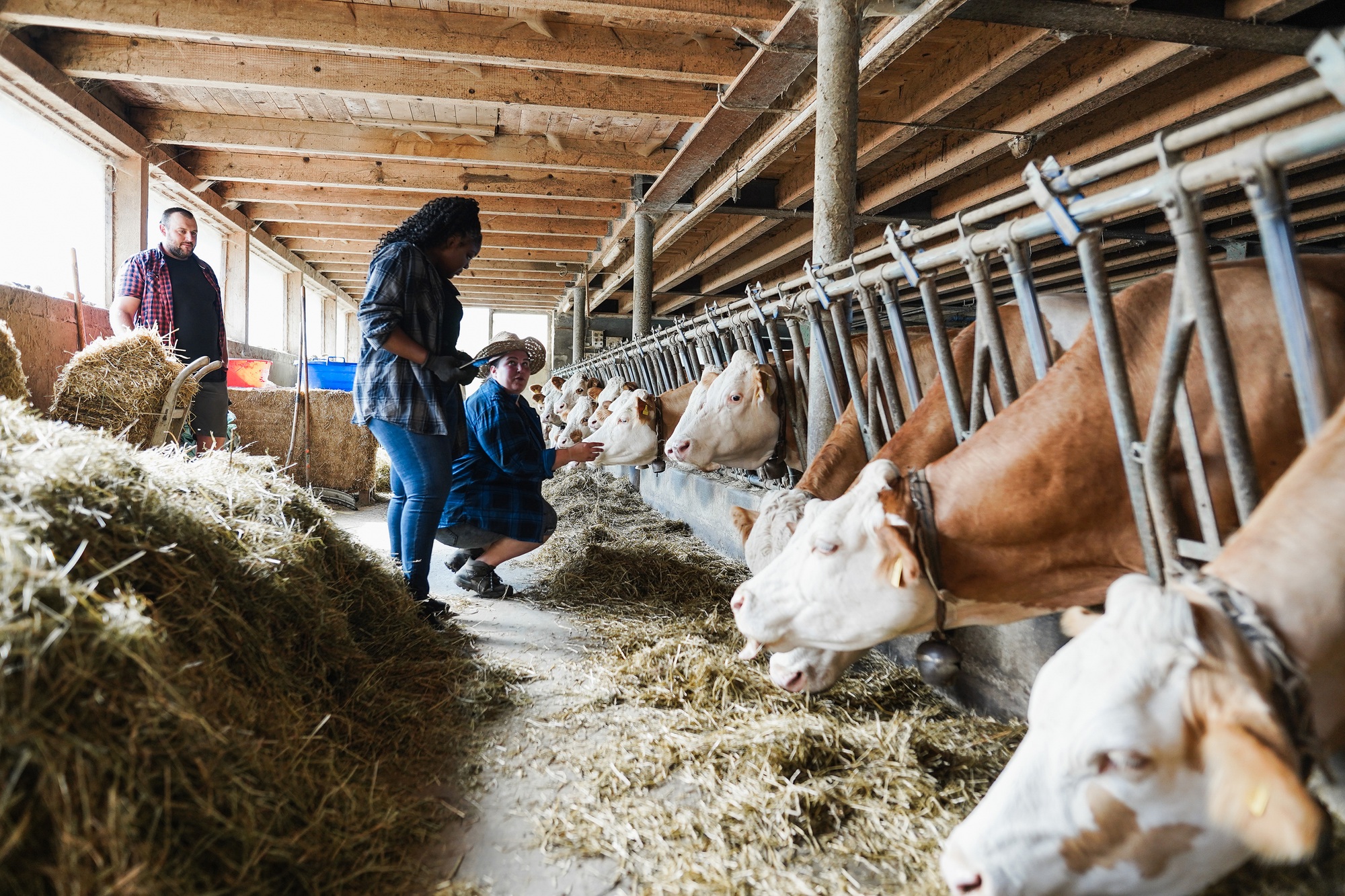 Young multiracial farmer people working together inside cowshed - Focus on bottom cows